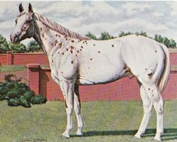 stallion Prince Plaudit (Appaloosa, 1963, from Red Plaudit)