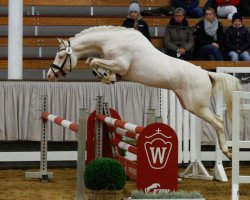 dressage horse Carmichael FB (German Riding Pony, 2019, from Can Dance 3)