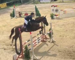 jumper Paddington 110 (Italian Warmblood, 2003, from Avenir)