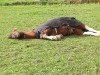 dressage horse Max (Dt.Part-bred Shetland pony, 2003)