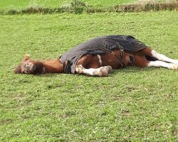 dressage horse Max (Dt.Part-bred Shetland pony, 2003)