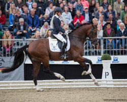 dressage horse Clarksville (Holsteiner, 2014, from Cascadello)