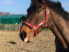 dressage horse Forrest Gump 119 (Hanoverian, 2009, from Fürst Romancier)