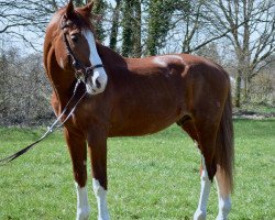 jumper Cairo 52 (Hungarian Warmblood, 2002, from Coriander)