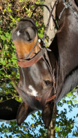 jumper Ike van de Withoeve (Belgian Warmblood, 2008, from Enrico van de Withoeve)