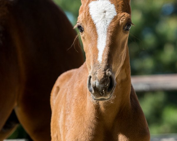 broodmare Fall in Love (Hanoverian, 2018, from Fuechtels Floriscount OLD)