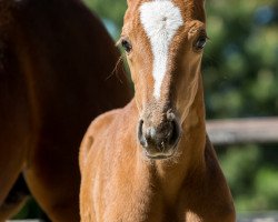 horse Fall in Love (Hannoveraner, 2018, from Fuechtels Floriscount OLD)