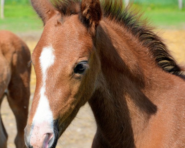 Springpferd Cognos (Mecklenburger, 2018, von Clarimo Ask)