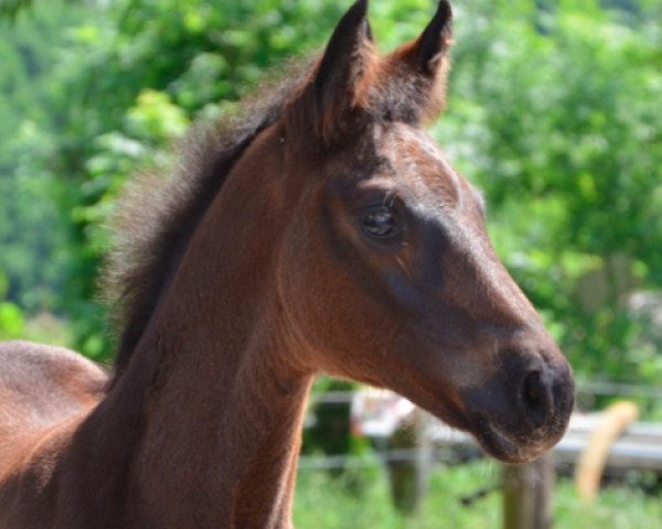 dressage horse Felaja (Hanoverian,  , from Fidertanz)