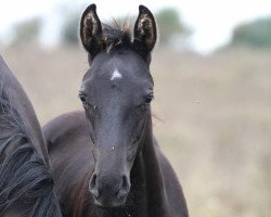 broodmare Francaise Z (German Sport Horse, 2018, from Forrest Gump)