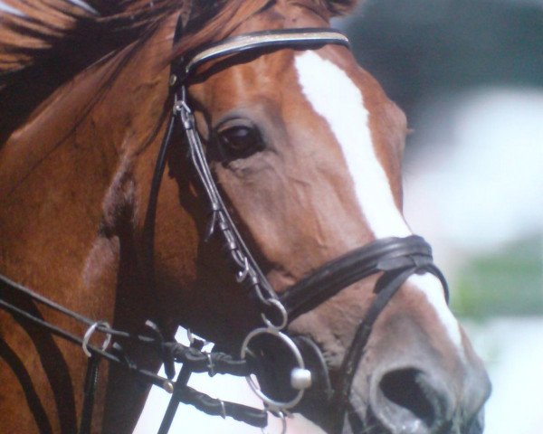 horse Leyla-B (Hanoverian, 1998, from Lemon Park)