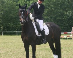 dressage horse Bella-Linea (Hanoverian, 2013, from Bretton Woods)