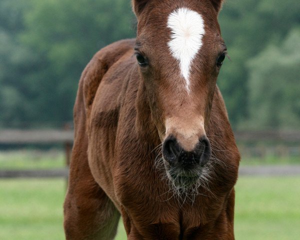 Pferd Walenty's Golden Girl van het Peerdhof (Belgisches Reitpony, 2018, von Brillant's Golden Boy)