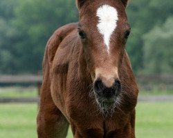 horse Walenty's Golden Girl van het Peerdhof (Belgisches Reitpony, 2018, from Brillant's Golden Boy)