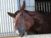 dressage horse Larus R (Westphalian, 2006, from Lord Loxley I)