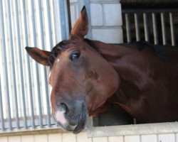 dressage horse Larus R (Westphalian, 2006, from Lord Loxley I)