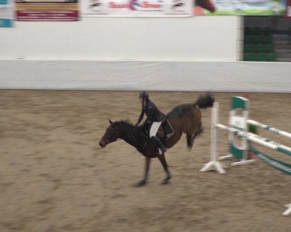 Reitturnier Zweibrücken 2017