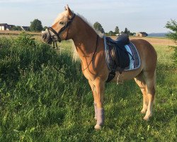 dressage horse Anthony 111 (Haflinger, 2015, from Amore Mio)