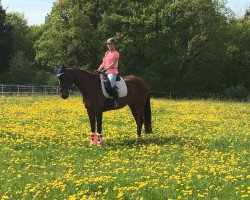 jumper Acontina (Hanoverian, 2007, from A Conto As)