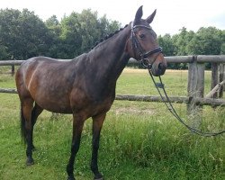 broodmare Liebelei C (Austrian Warmblood, 2003, from Tin Royal)