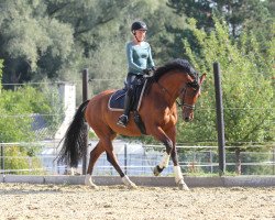 dressage horse Vicco von Bülow (Westphalian, 2012, from Vitalis)