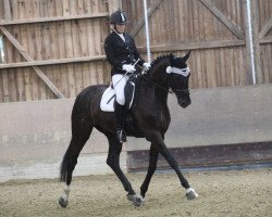 dressage horse Sengabay (Rhinelander, 2011, from Sir Donnerhall I)