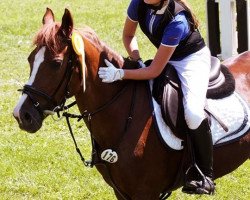 Springpferd Minisotas Easy (Welsh Partbred, 1995, von Bora ox)