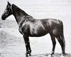 broodmare Hazeta (Great Poland (wielkopolska), 1958, from Traum)