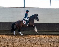 dressage horse Fargo (Hannoveraner, 2011, from Fürstenball)