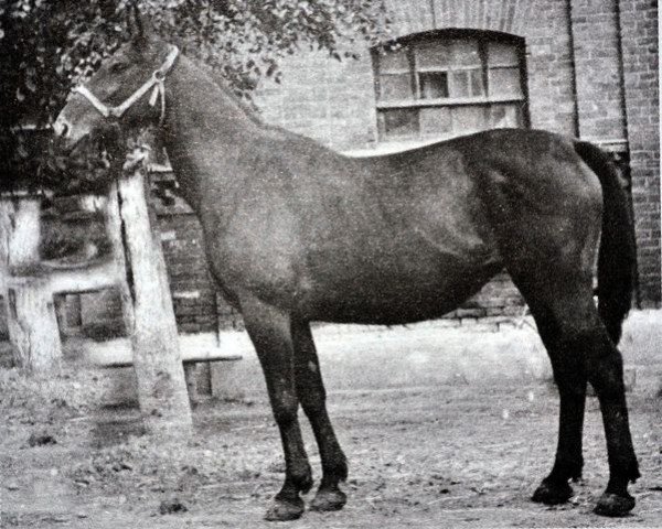 Zuchtstute Florentyna (Wielkopolska, 1962, von Traum)