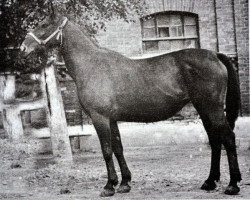 broodmare Florentyna (Great Poland (wielkopolska), 1962, from Traum)