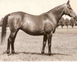 broodmare Forelia (Great Poland (wielkopolska), 1955, from Traum)