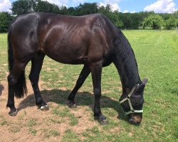 dressage horse Squando 2 (Bavarian, 2009, from Sunny de Hus)