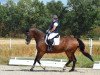 dressage horse Georgio B 2 (Hanoverian, 2000, from Grandseigneur)