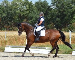 dressage horse Georgio B 2 (Hanoverian, 2000, from Grandseigneur)