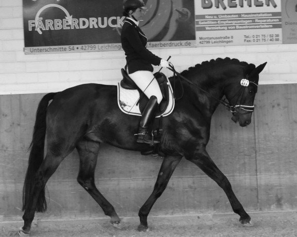 dressage horse Fortuna's Boy (Rhinelander, 2011, from Fürst Romancier)