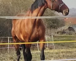 broodmare Josy Salentin (Rhinelander, 2008, from Glock's Johnson Tn)