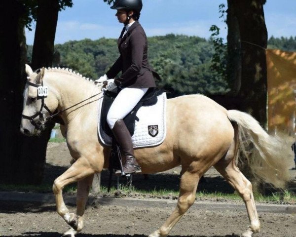 Pferd Maydancer (Quarter Horse, 2013, von Little Jokers Joe)