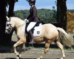 Pferd Maydancer (Quarter Horse, 2013, von Little Jokers Joe)