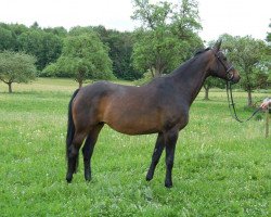 broodmare Weigelie (Württemberger, 1994, from Werther)