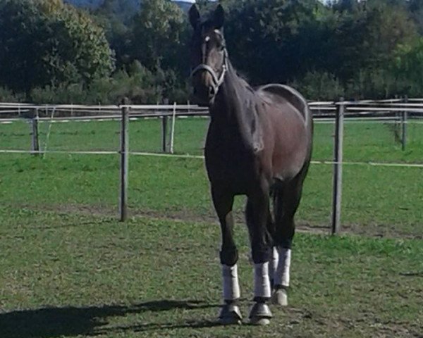 dressage horse Indira (Westphalian, 2011, from Instertanz V)