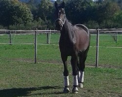 dressage horse Indira (Westphalian, 2011, from Instertanz V 241 FIN)