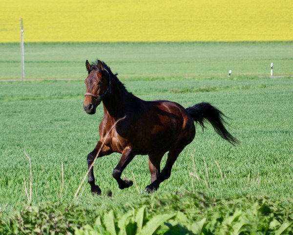 horse Rubystar Diamond (Westphalian, 2012, from Real Diamond)