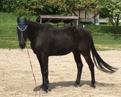 dressage horse Haven in Black (Trakehner, 2005, from Herzfunke)