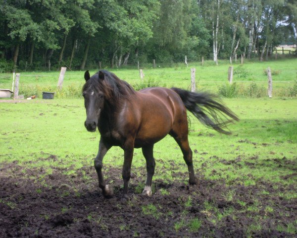 Zuchtstute Stina (Deutsches Reitpony, 1988, von Donauwind)