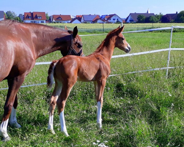 Dressurpferd Floris (Hannoveraner, 2018, von Fuechtels Floriscount OLD)