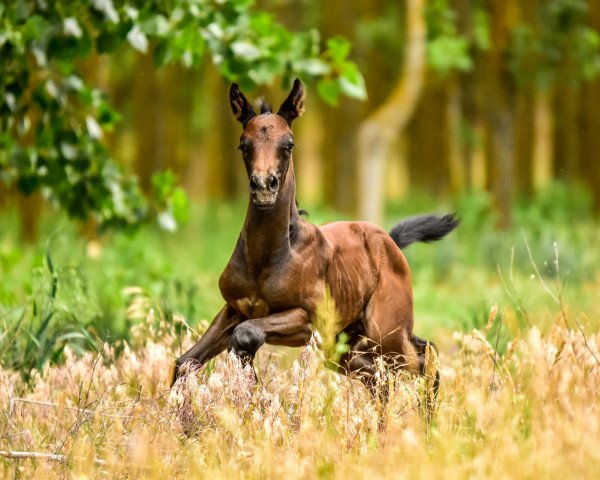 horse Ti amo la mia vita (Hungarian Warmblood, 2018, from Fons et Origo)