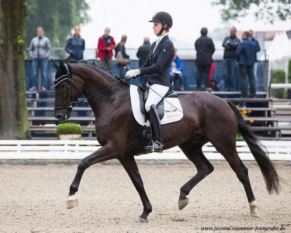 dressage horse Zumstein (Oldenburg, 2013, from Zack)