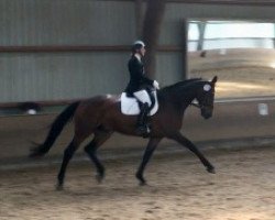 dressage horse Linus (Hanoverian, 2011, from Le Beau)