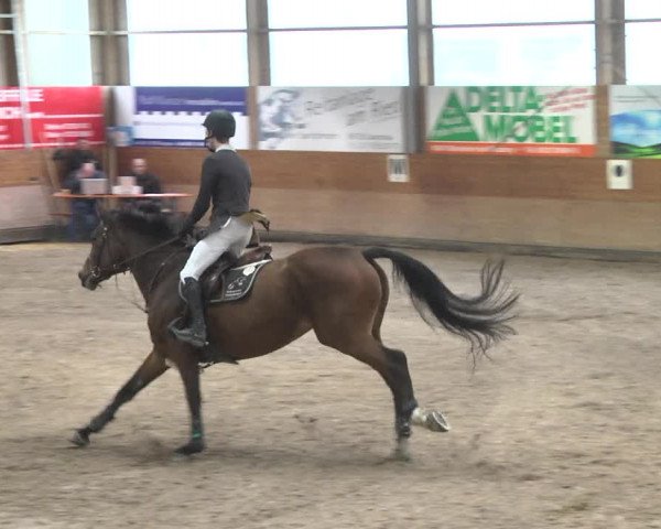 Reitturnier Langenau 2017 - Late Entry nur Springen